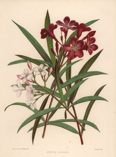 Adelfa, Nerium oleander de Unknown